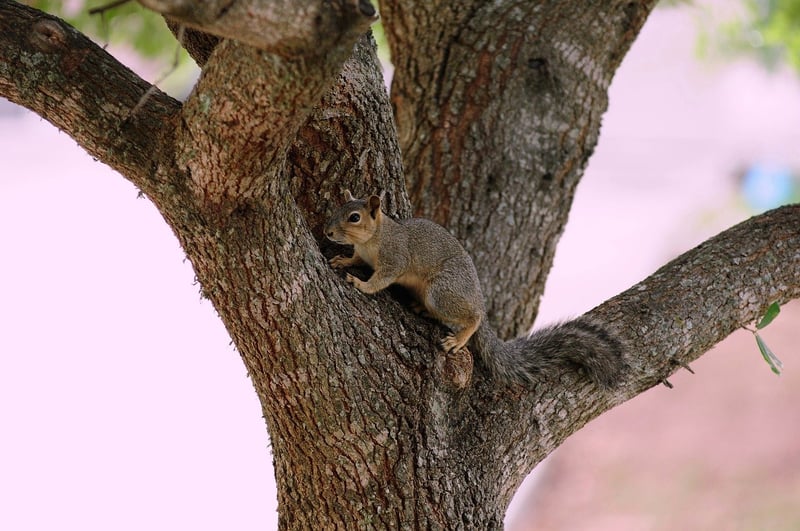 Wildlife Safari